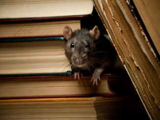 Rat with book