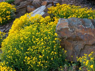 Yellow alyssum plants with yellow flower clusters on tall stems surrounding rocks