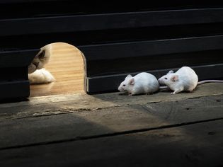 Two White Mouse Hiding Inside Hole, Cat Peeking