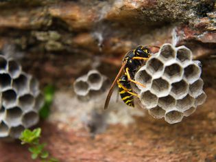 A solitary paper wasp on a small hanging nest of open-cell paper comb.