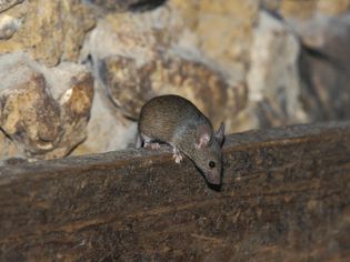 A mouse standing on the rafters in an attic. 