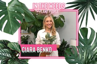 Ciara Benko for In the Weeds With Plant People