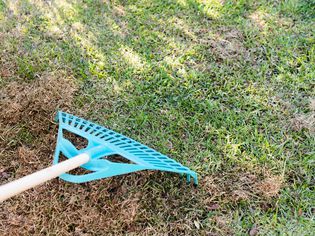 Teal-colored rake dethatching brown grass from lawn
