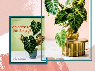 welcome to the jungle houseplant tips