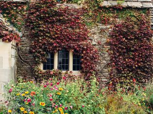 stone english cottage with vines and flowers outside