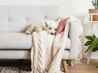 Dog cuddling on sofa with a throw blanket