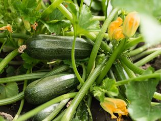 The ripened vegetable marrows, zucchini and bush pumpkins are prepared as ingredients for preparation of healthy food