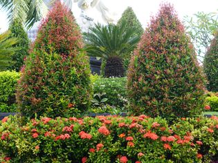 Pink flowered bushes planted under cone shaped green and pink evergreen trees