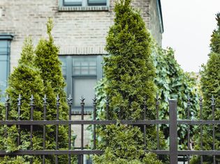 evergreen trees used as privacy screens