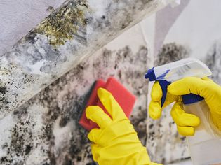 Treating Mold in Basement
