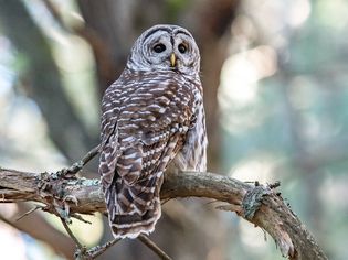 Brown and gray owl sitting on branch with head turned