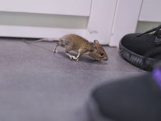 A small brown mouse scurries across the floor and past a black pair of tennis shoes