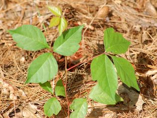Image of young leaves of poison ivy.