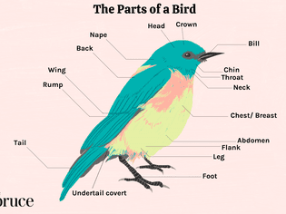 The Parts of a Bird Diagram