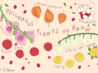 Illustration of types of poisonous plants to know