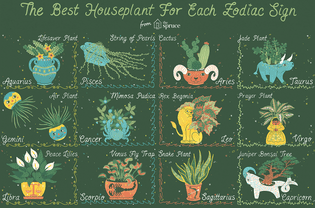 best houseplant for your zodiac sign illustration